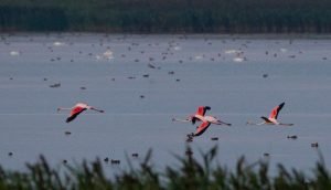 pasari Flamingo in Romania