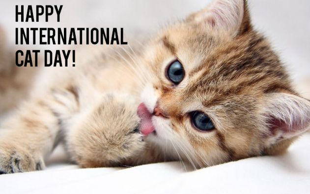 Ziua Internațională a Pisicii